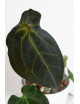 Anthurium magnificum DF x forgetii