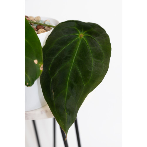 Anthurium magnificum DF x forgetii