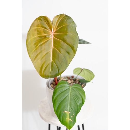 Philodendron Pink Glory