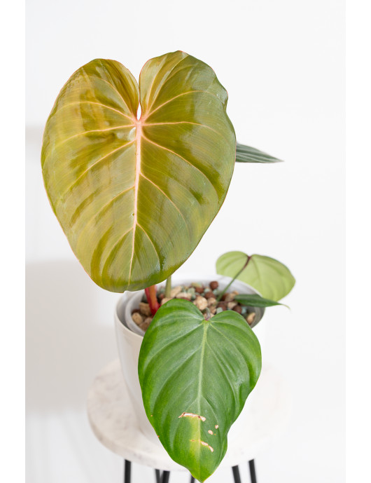 Philodendron Pink Glory
