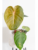 Philodendron Pink Glory