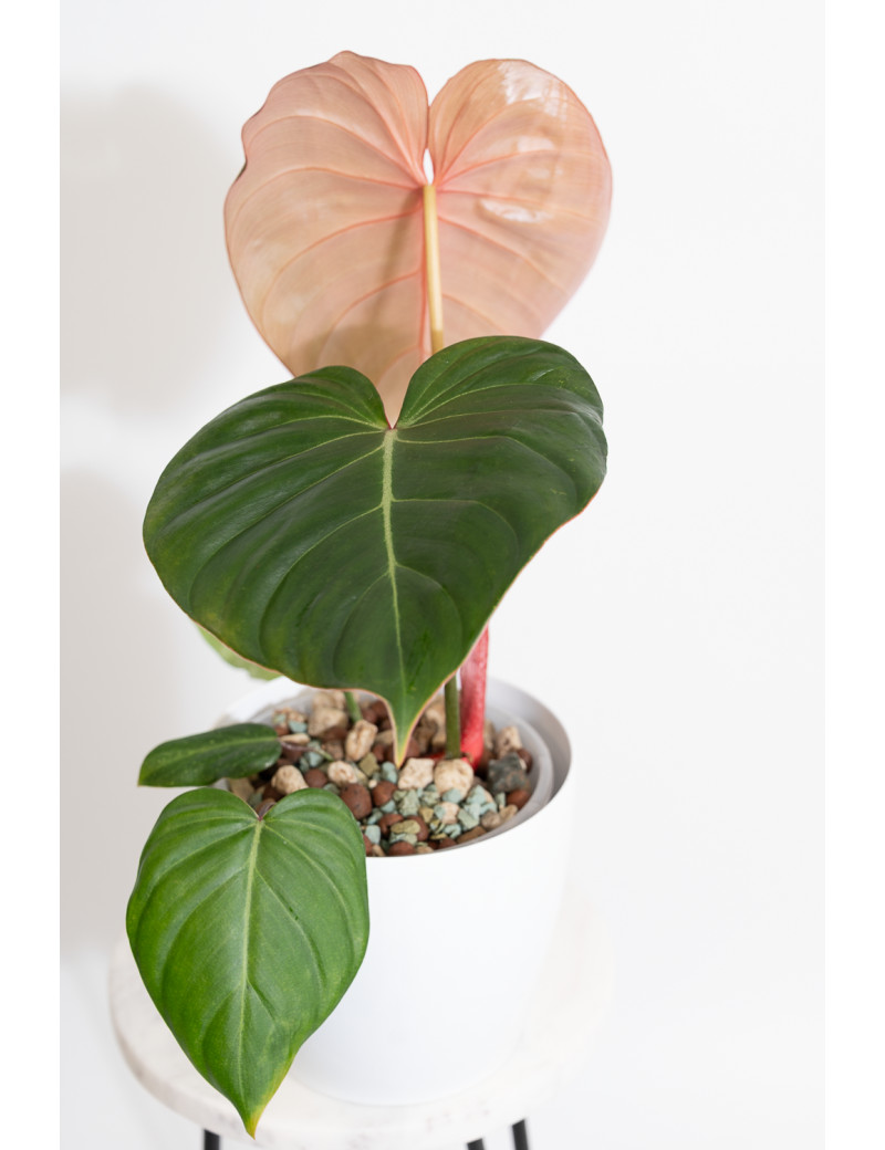 Philodendron Pink Glory