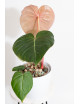 Philodendron Pink Glory