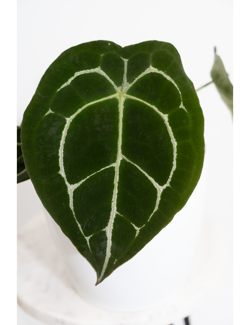 Anthurium forgetii