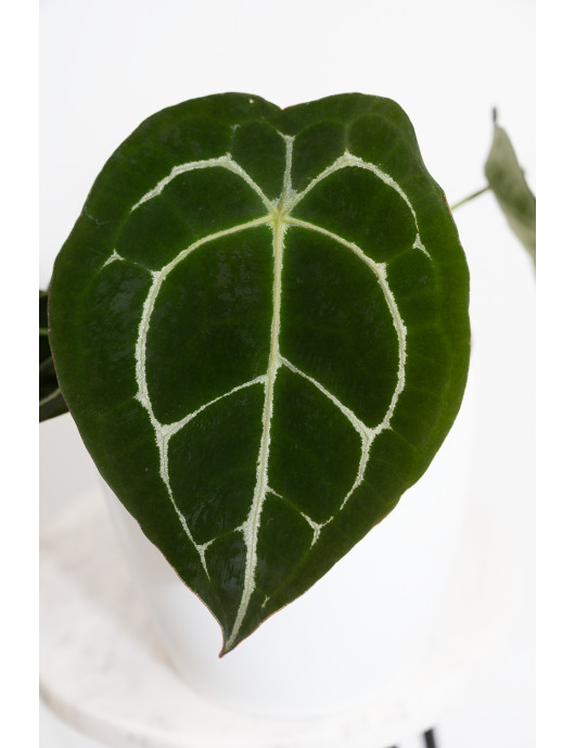 Anthurium forgetii