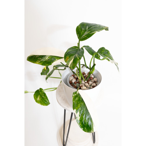 Monstera lechleriana