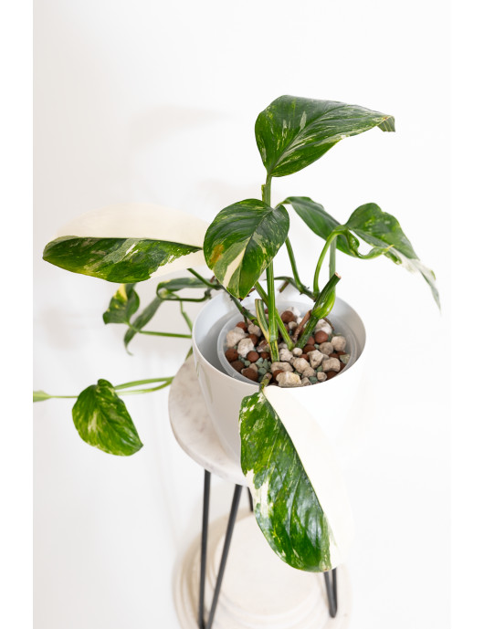 Monstera lechleriana