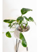 Monstera lechleriana