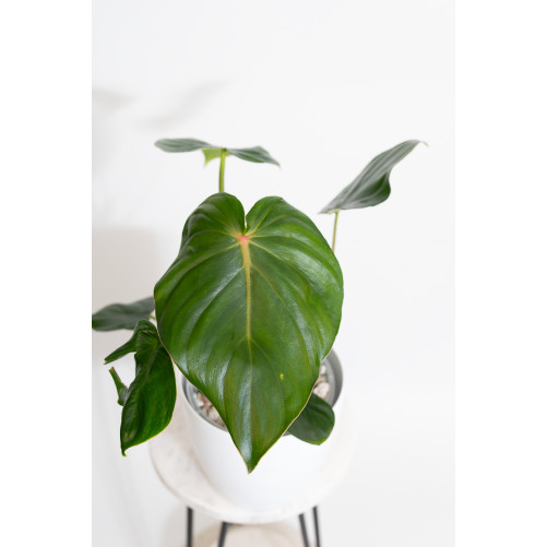 Philodendron pastazanum red...