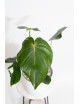 Philodendron pastazanum red point