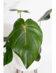 Philodendron pastazanum red point