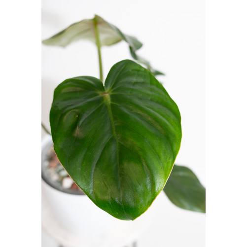 Philodendron pastazanum red point