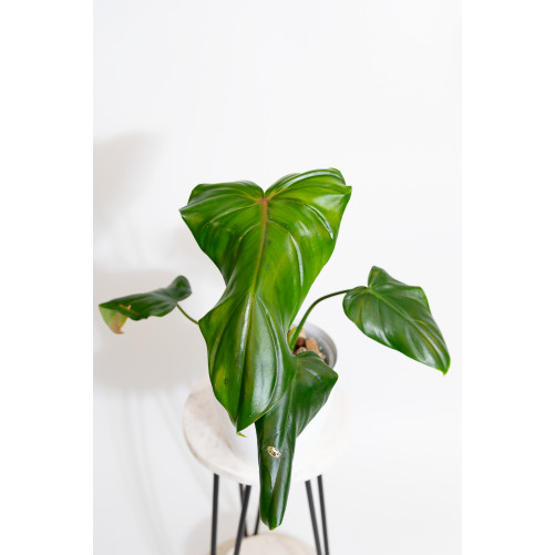 Philodendron barrosoanum 5...