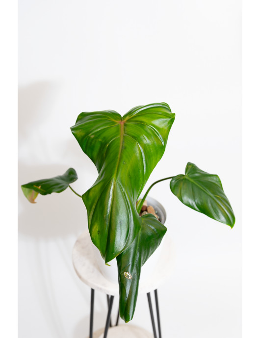 Philodendron barrosoanum 5 x pastazanum