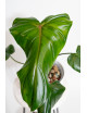 Philodendron barrosoanum 5 x pastazanum