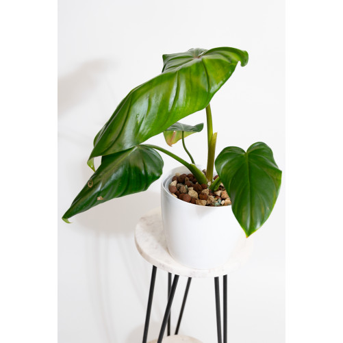 Philodendron barrosoanum 5 x pastazanum