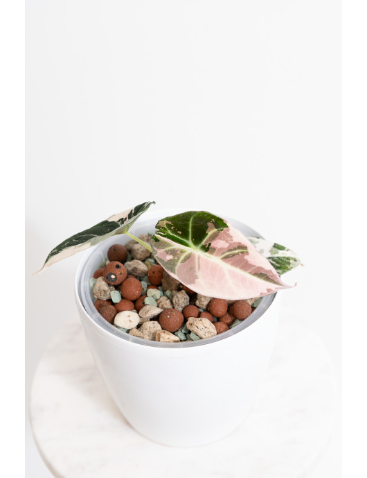 Alokazja black velvet variegata