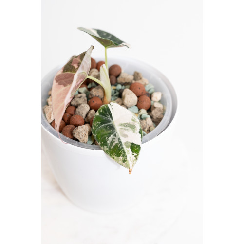 Alokazja black velvet variegata