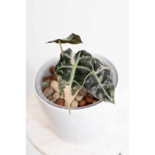 Alokazja polly variegata