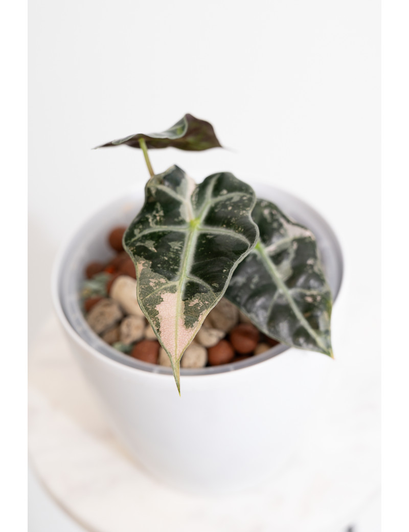 Alokazja polly variegata