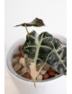 Alokazja polly variegata