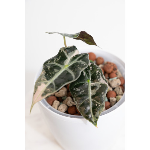 Alokazja polly variegata