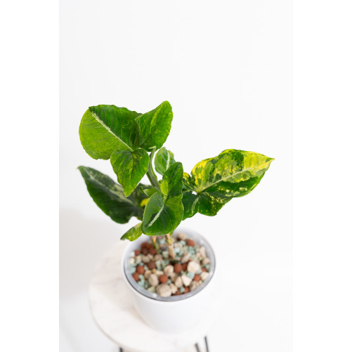 Syngonium scrambled eggs