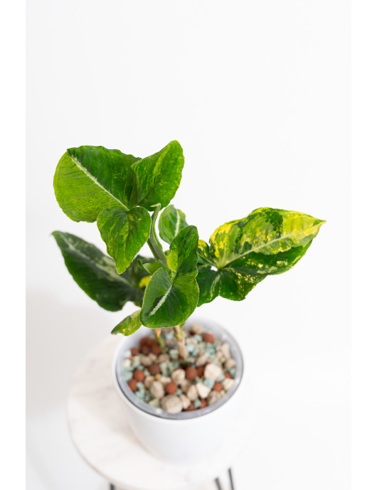 Syngonium scrambled eggs