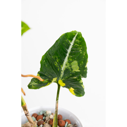 Syngonium scrambled eggs