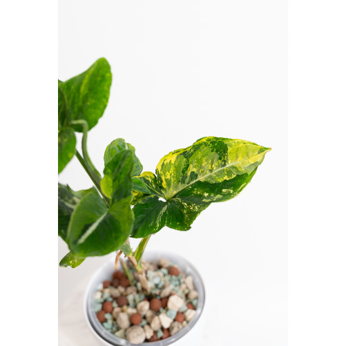 Syngonium scrambled eggs