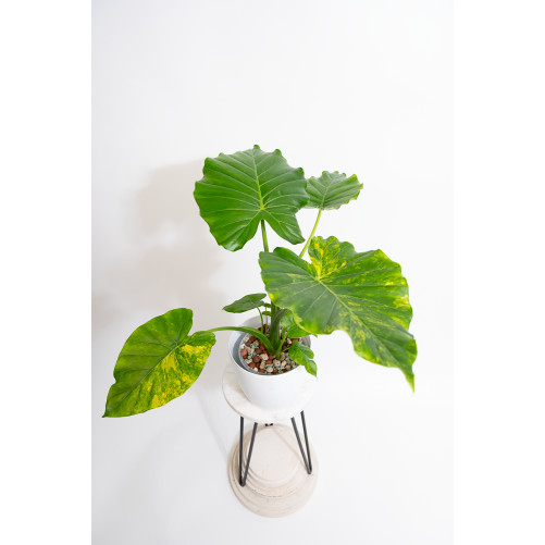 Alokazja gageana aurea