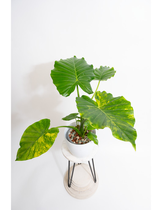 Alokazja gageana aurea