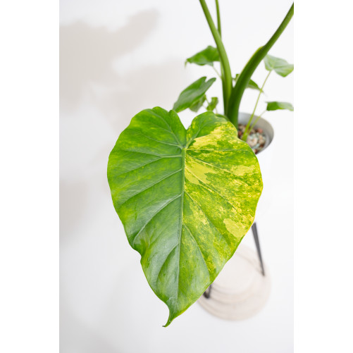 Alokazja gageana aurea