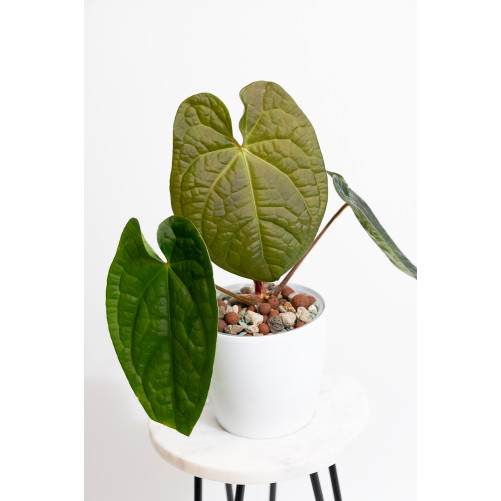 Anthurium forgetii x...