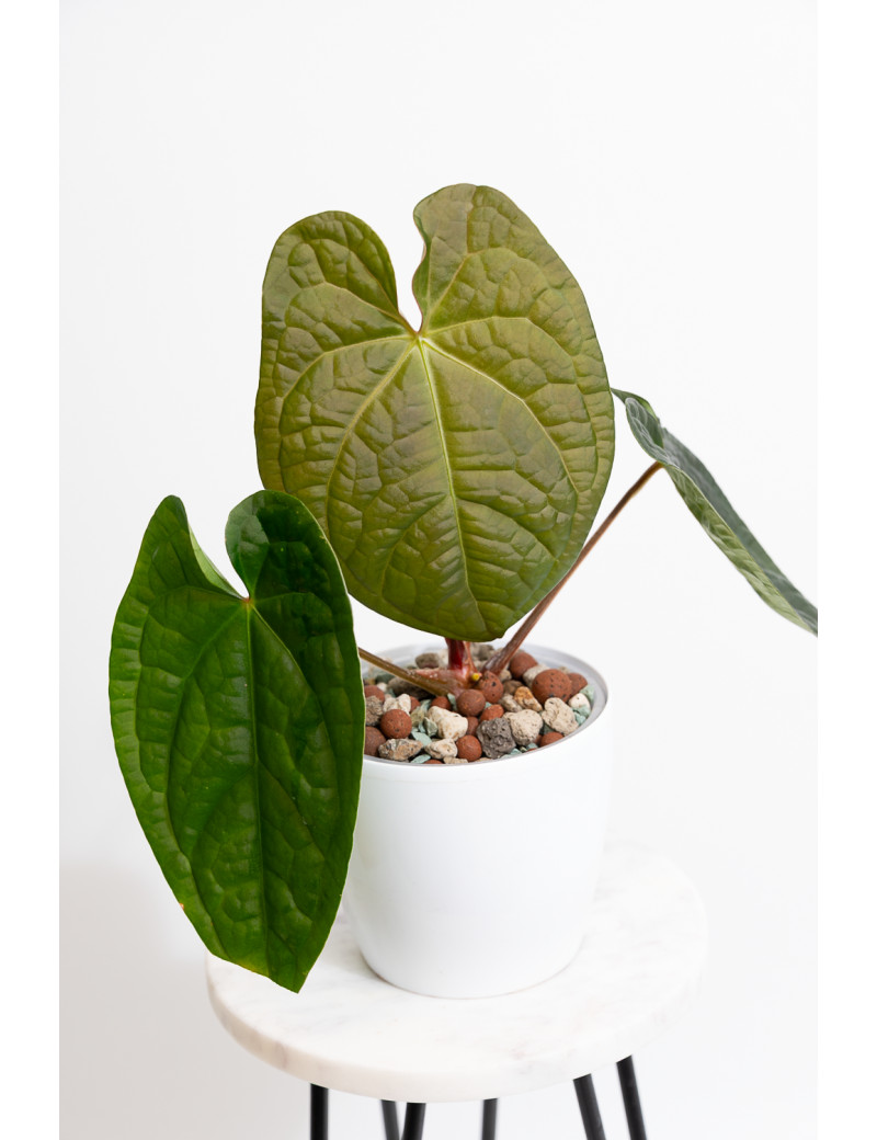 Anthurium forgetii x luxurians (David Portilla dreams)