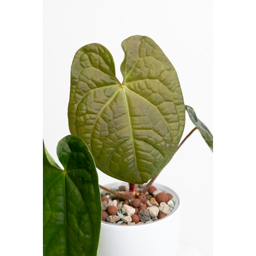 Anthurium forgetii x luxurians (David Portilla dreams)