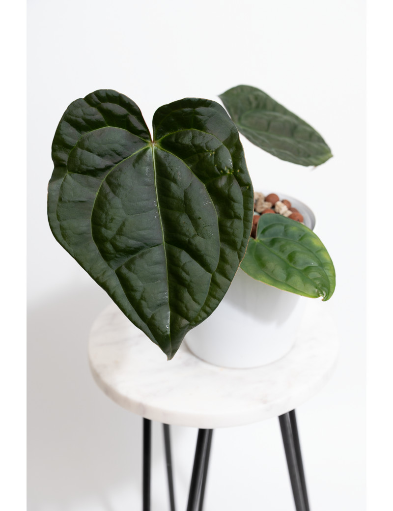 Anthurium crystallinum x luxurians (raven soul)