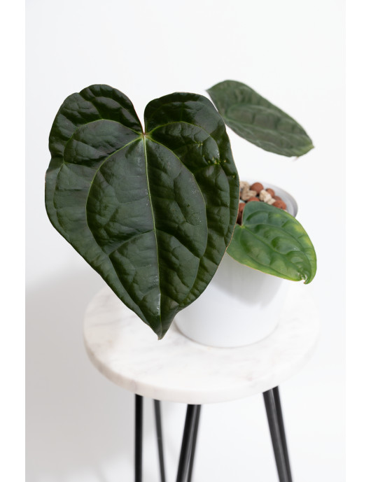 Anthurium crystallinum x luxurians (raven soul)