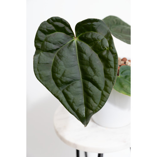 Anthurium crystallinum x luxurians (raven soul)