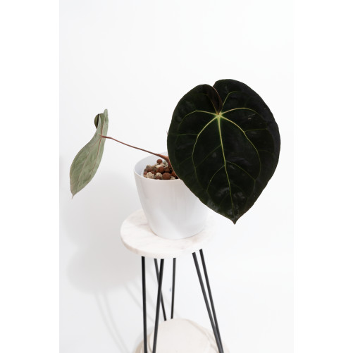 Anthurium Crystal Sky x...