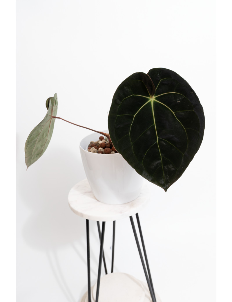 Anthurium Crystal Sky x papillilaminum