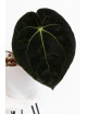 Anthurium Crystal Sky x papillilaminum