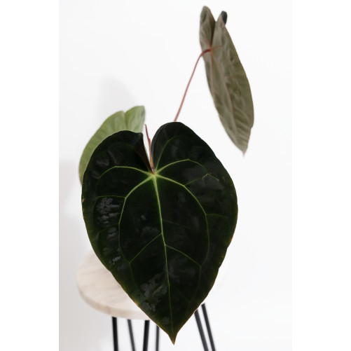 Anthurium Crystal Sky x papillilaminum