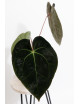 Anthurium Crystal Sky x papillilaminum