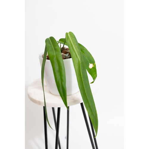 Anthurium pallidiflorum -