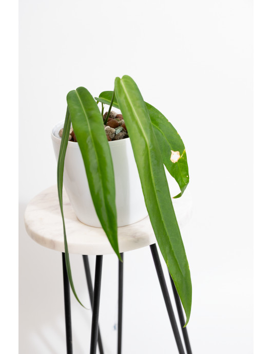 Anthurium pallidiflorum -