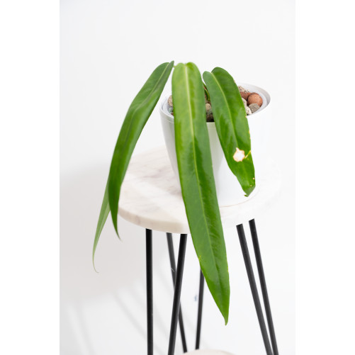 Anthurium pallidiflorum -