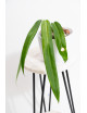 Anthurium pallidiflorum -