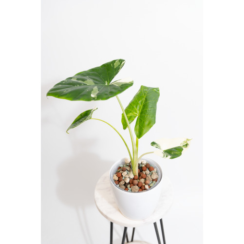 Alokazja macrorrhiza variegata