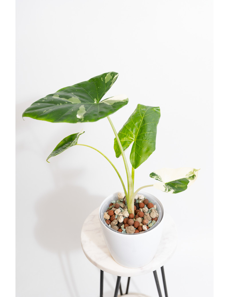 Alokazja macrorrhiza variegata